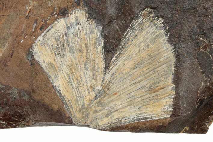 Fossil Ginkgo Leaf From North Dakota - Paleocene #189030